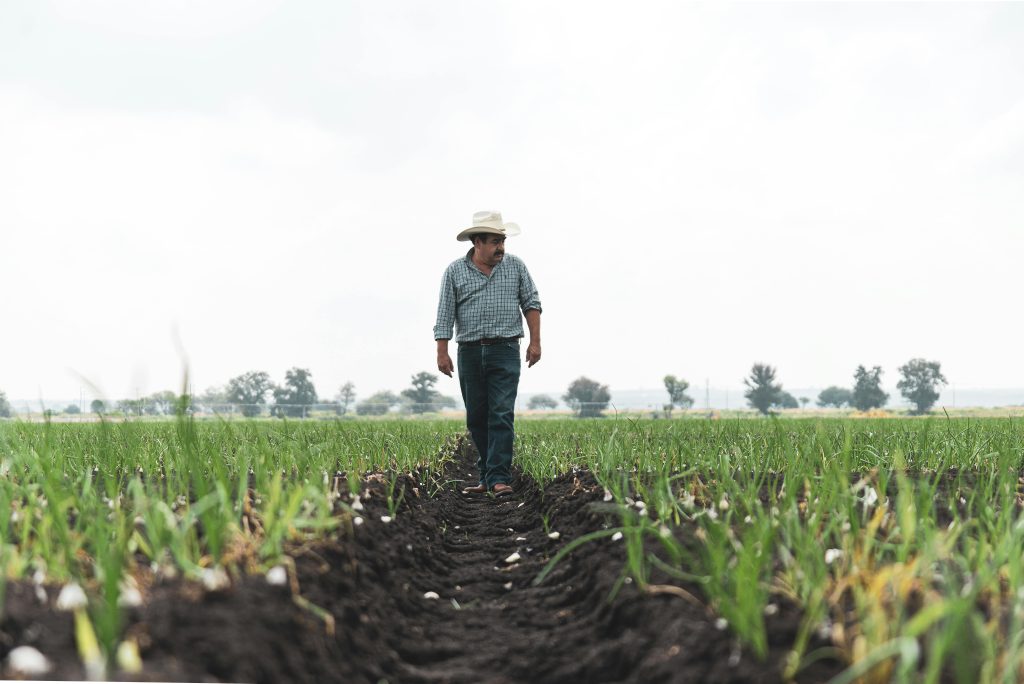 Juros e custos de produção elevam endividamento no agronegócio brasileiro