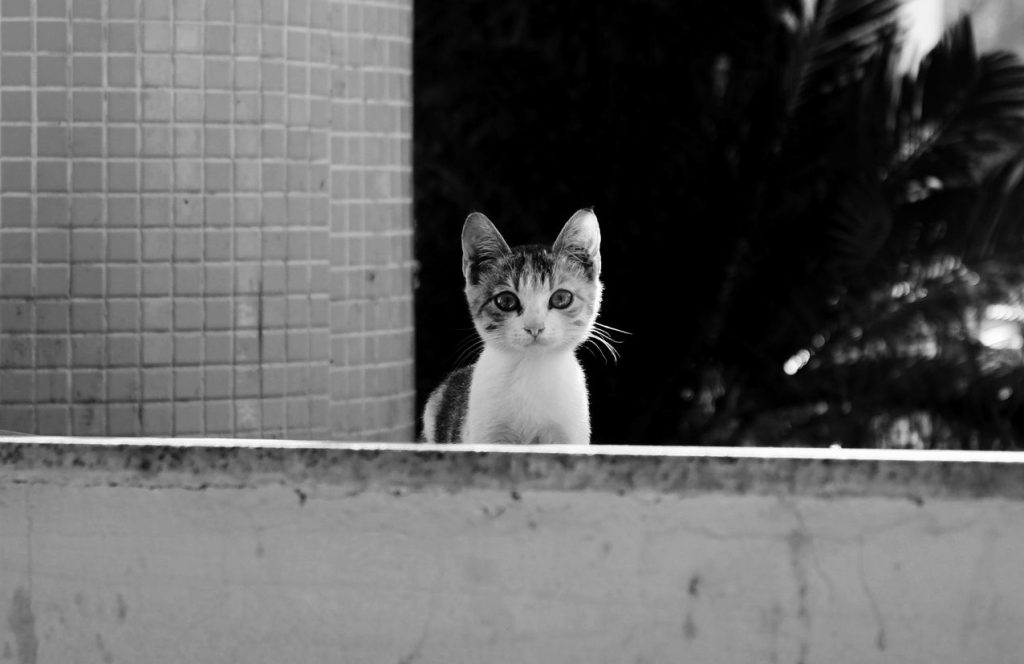 infestação de pulgas no campus da UFSB em Porto Seguro e a polêmica após a proibição de alimentar animais no local